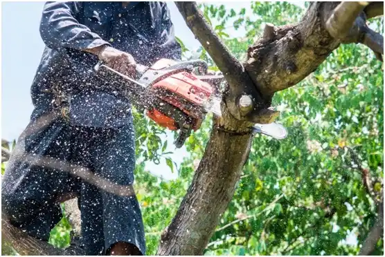 tree services Clover